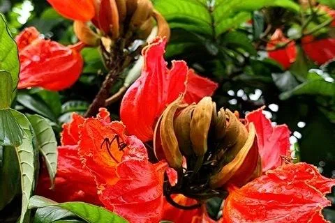 火焰木的花朵就像小小的杯盏，盛着蜜汁。（辛羽摄）