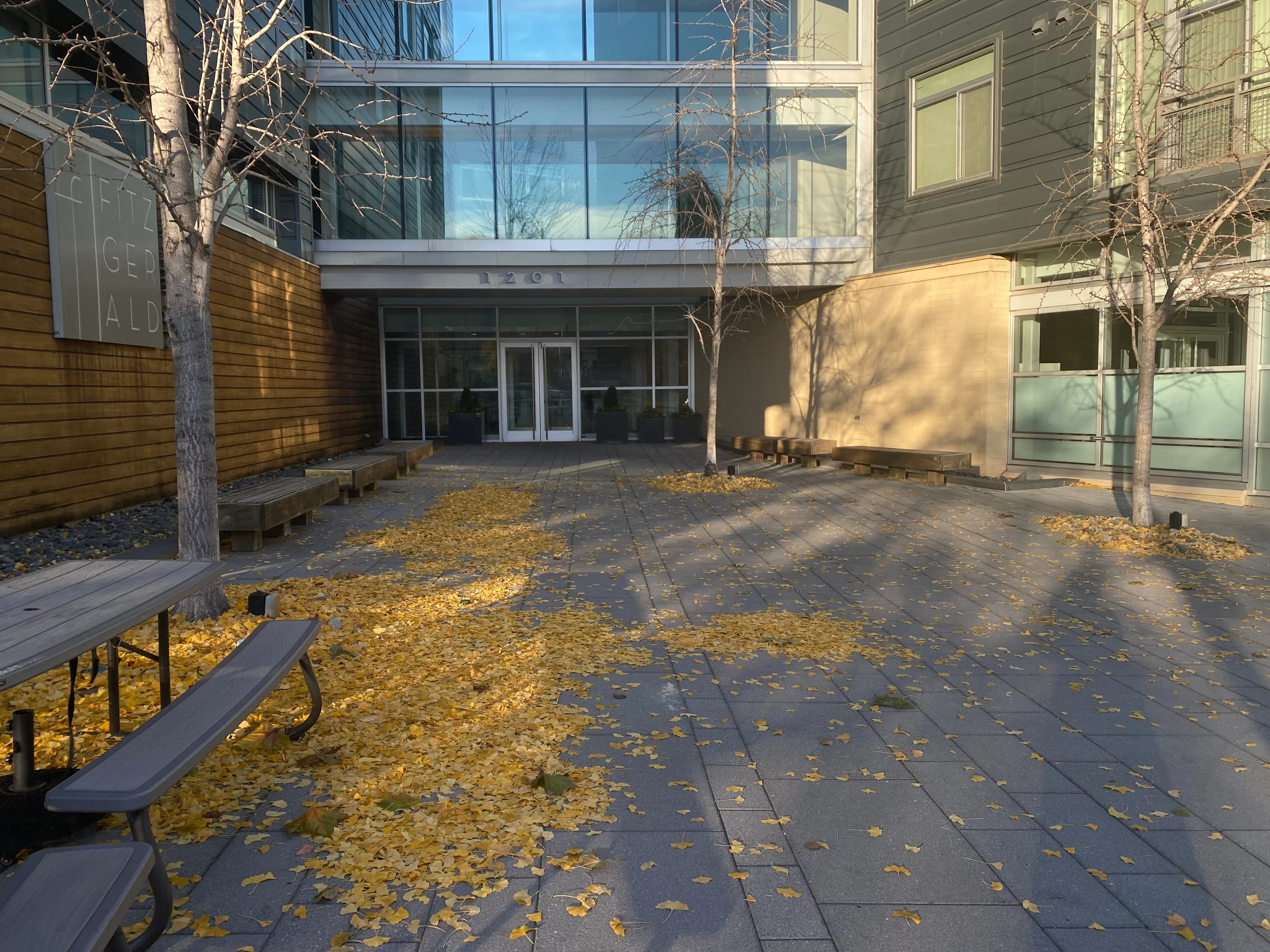 美国巴尔的摩公寓门口的杏树。（张一凡摄）