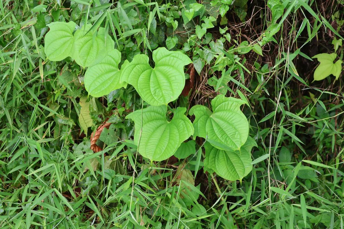 蝙蝠叶是有害的入侵性植物，成长速度极快，必须铲除以保护本地自然生态。（梁麒麟摄）