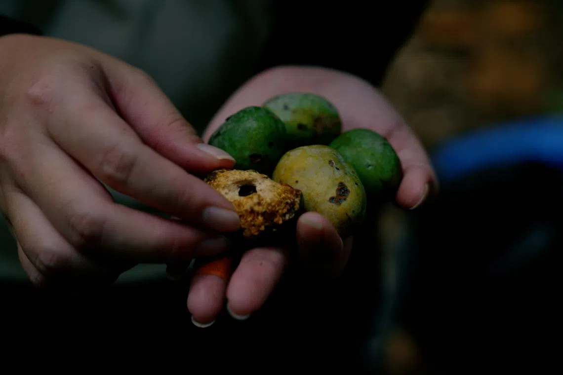 黄欣仪小心检查掌心的马来假杧果果实。她说，多数在地上拾获的果实已虫蛀或被动物啃食，难以发芽。（视频截图）