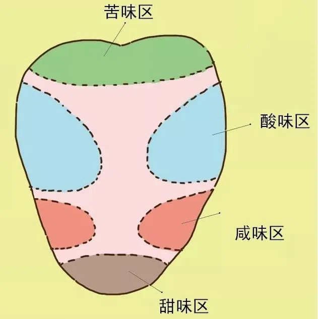 舌头味觉地图其实并不准确，舌头不同部位的敏感度略有差别，甜、咸、酸、苦并没有各占一块领土。（互联网）
