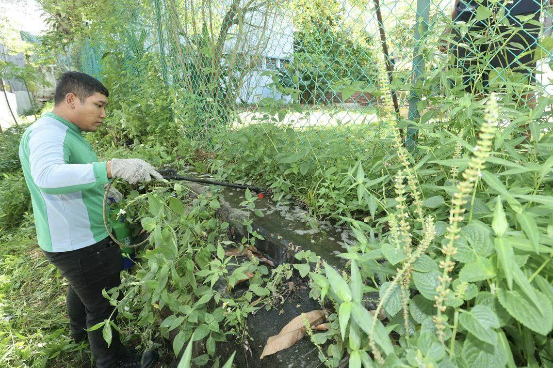 环境局人员朝发现疑似伊蚊幼虫的沟渠内喷洒灭蚊油，降低伊蚊滋生的危险。（邬福梁摄）