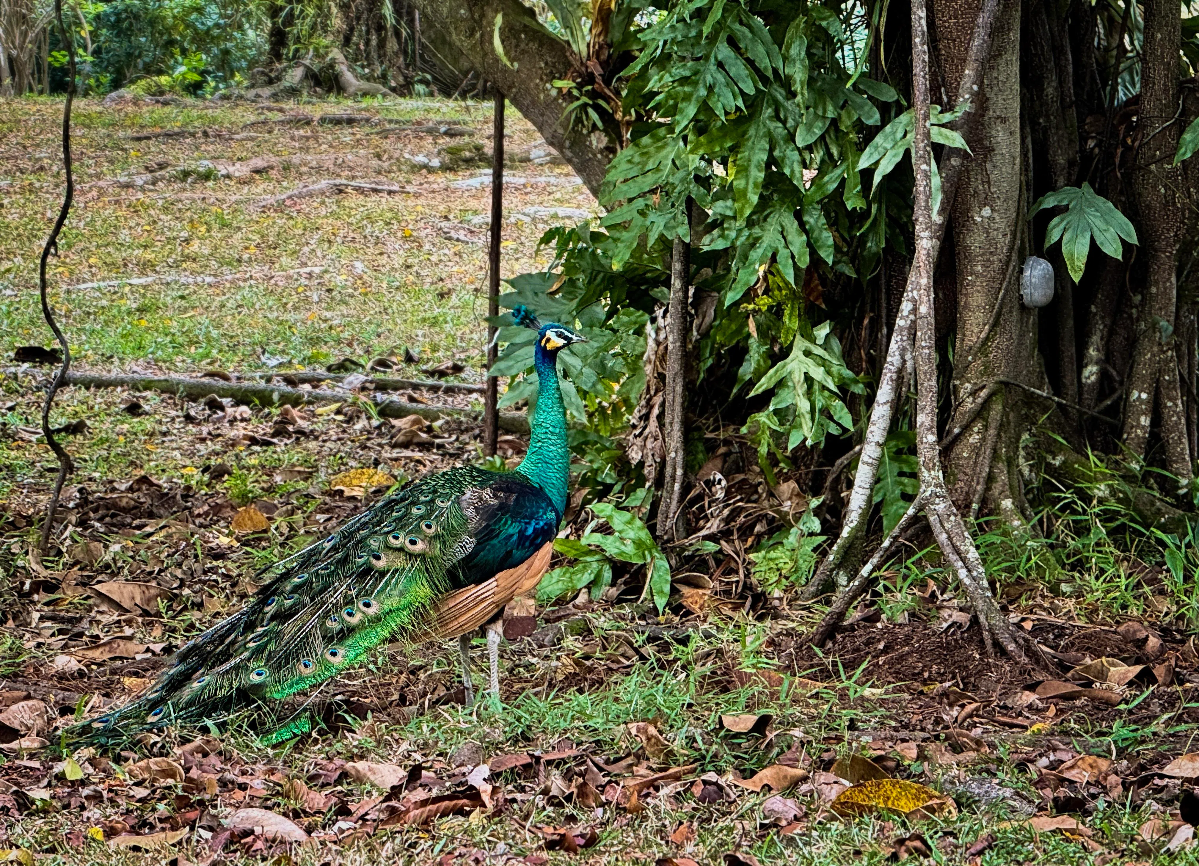 三巴旺公园里，在大树下觅食的孔雀。（陈映蓁摄）