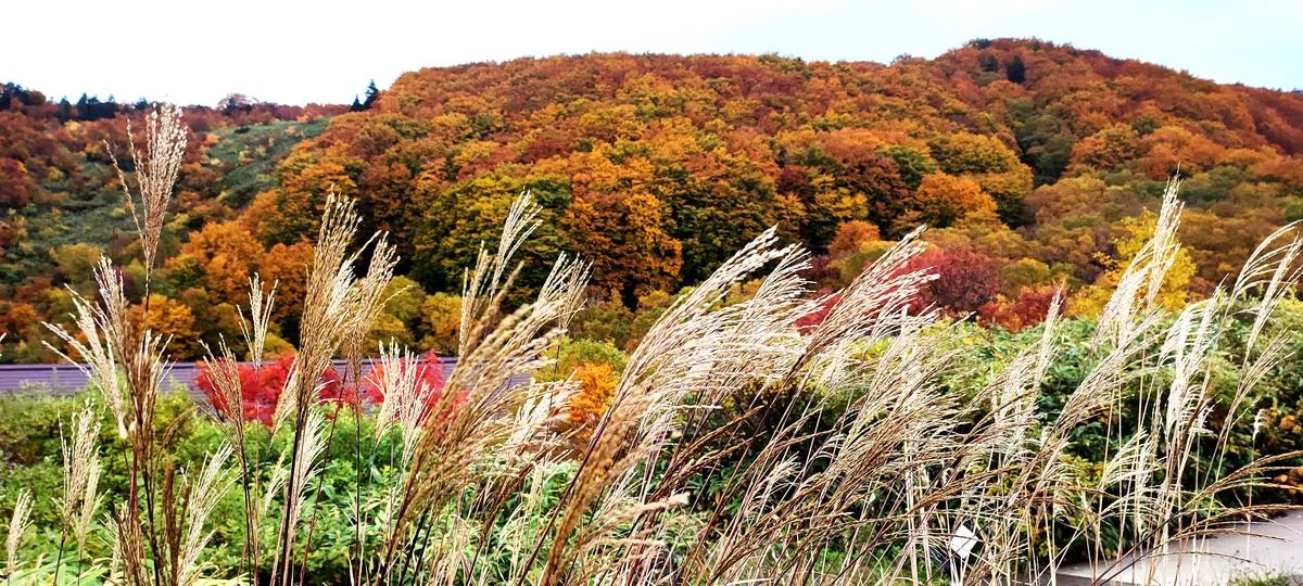 青森县八甲田山，秋天山体金黄壮丽。（许月英摄）