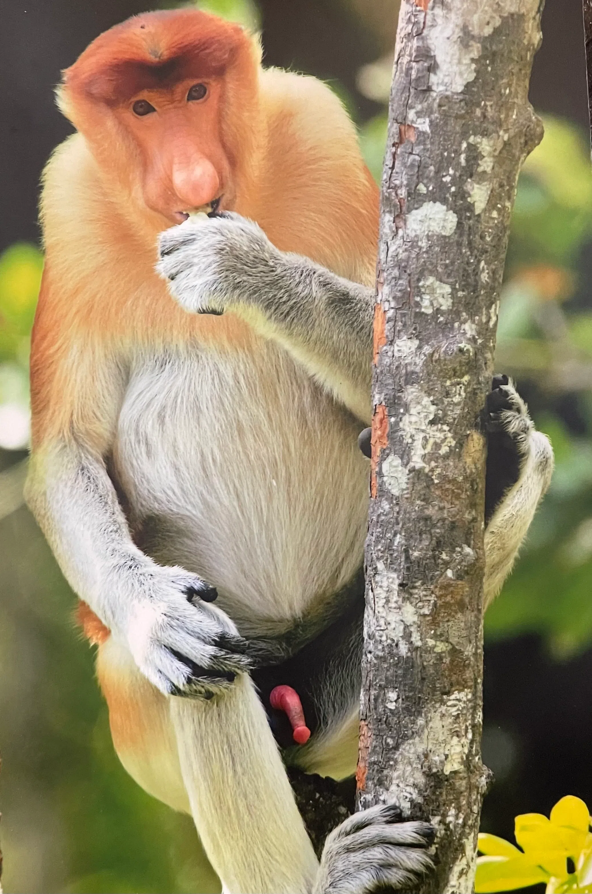 风流成性的长鼻猴。（李选楼摄）