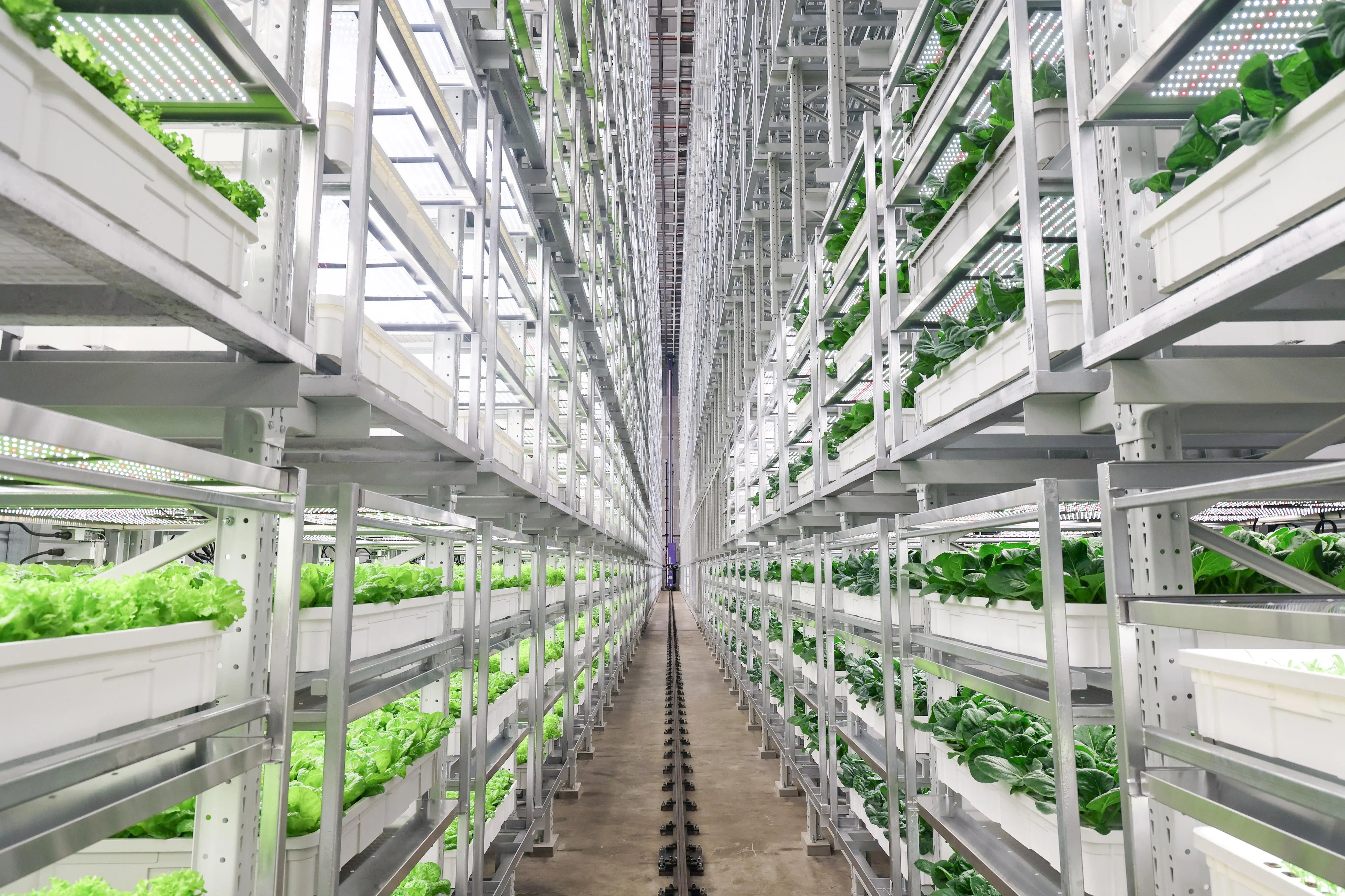 每个架子都有独立的“自给自足”系统，蔬菜生长速度比传统农场快三到五成。（张俊杰摄）