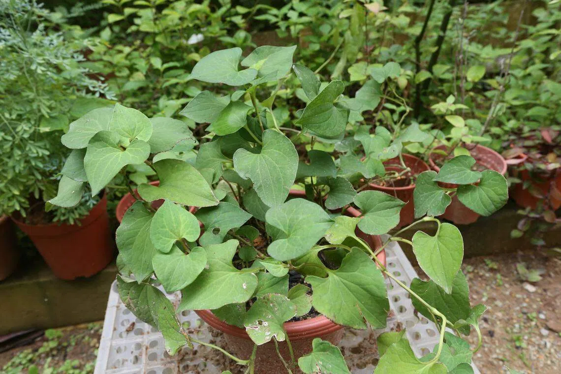 鱼腥草（Herba Houttuyniae），别名臭菜。中国川渝地区的拌菜调料中必不可少的原料。（档案照）