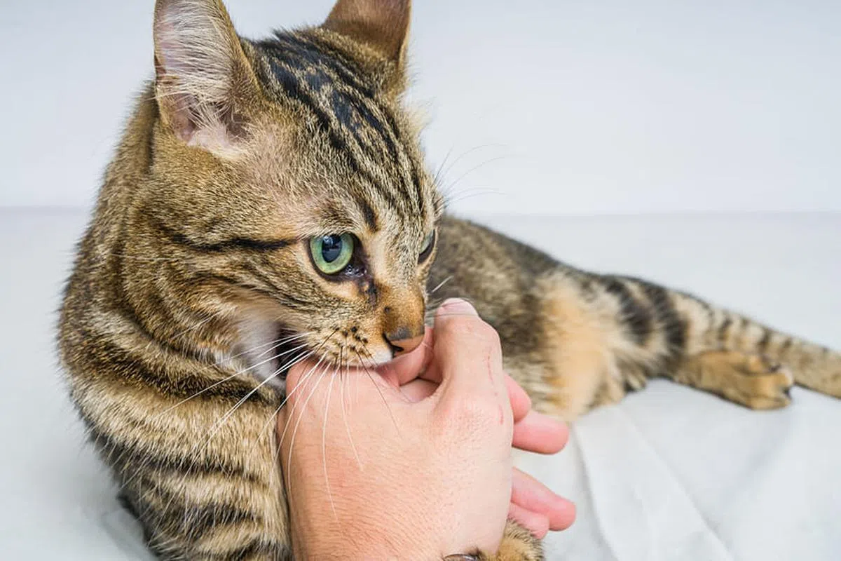 猫咬伤不可等闲视之，可能受细菌感染而有生命危险。（iStock图片）