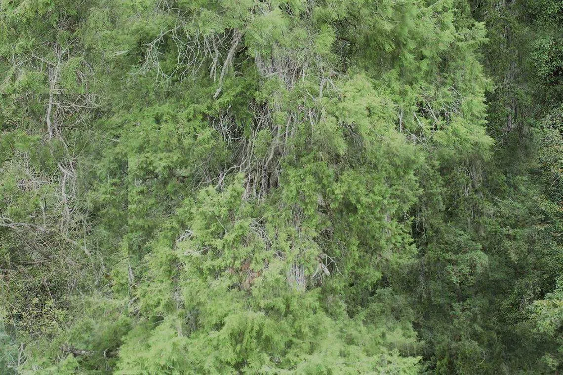 这棵高达102.3米的西藏柏木位于雅鲁藏布国家级自然保护区内。（人民日报）