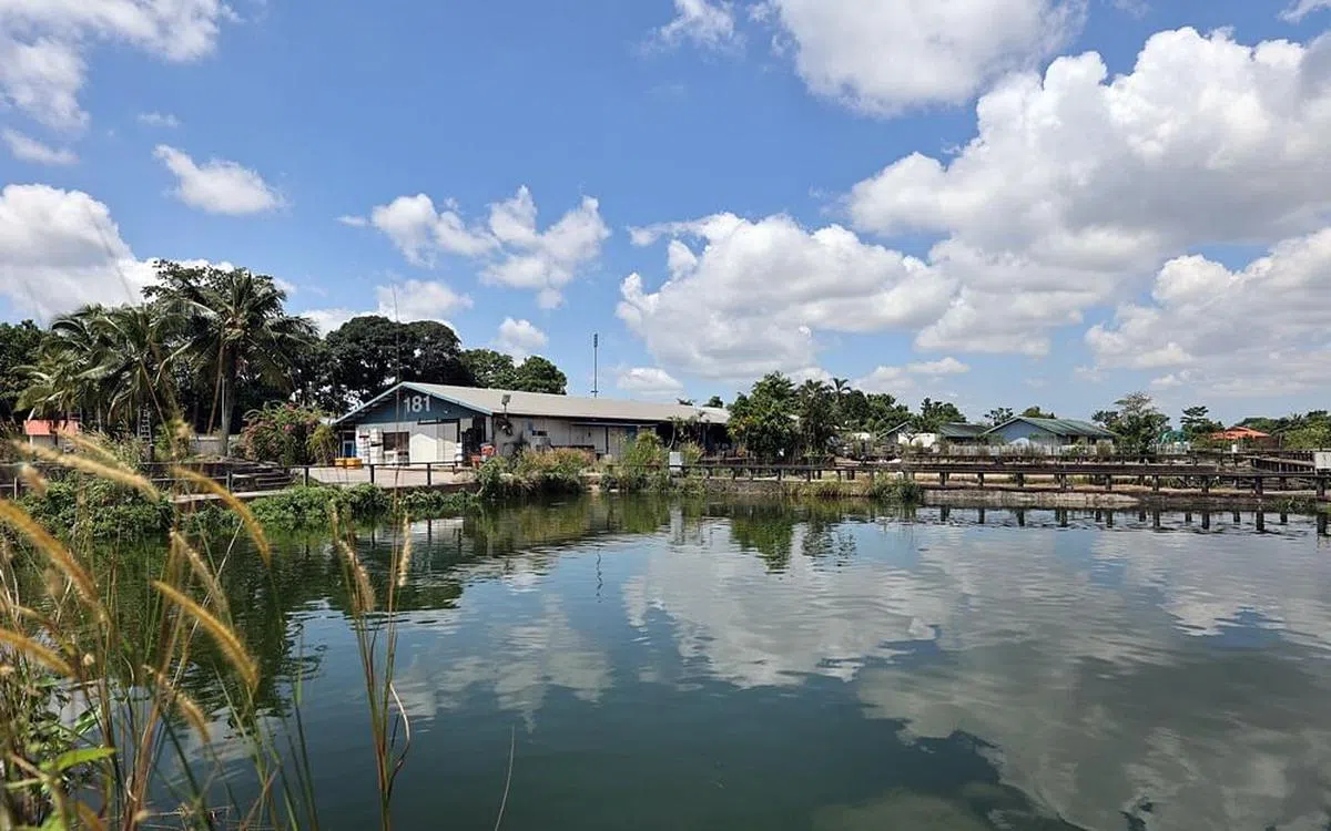 在林厝港经营了25年的开胜贸易鱼场，创办人张开胜以“一日千里”形容本地水产养殖的发展。（龙国雄摄）