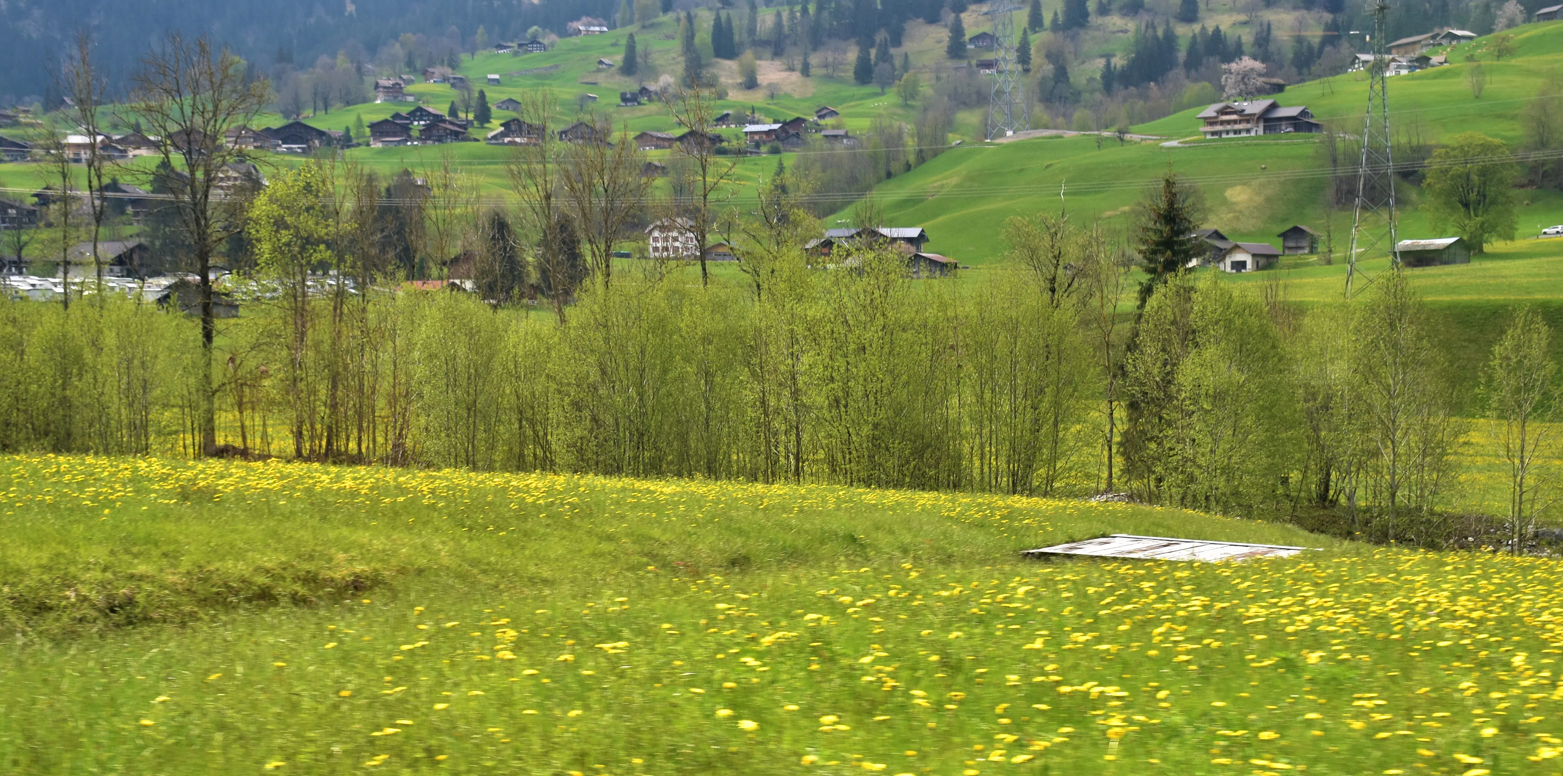 木屋散布在翠绿的山坡上，野花遍地。（莞尔摄）