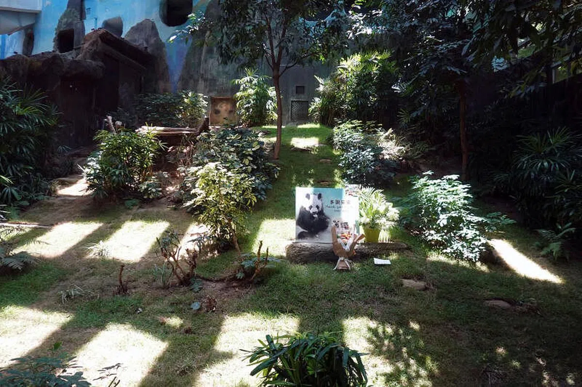 海洋公园在安安生前生活的“香港赛马会四川奇珍馆”摆放了写有“多谢安安”字样的悼念牌和一束鲜花。（路透社） 