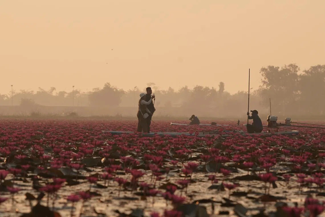 红色花海，美若仙境。（梁金菊摄）