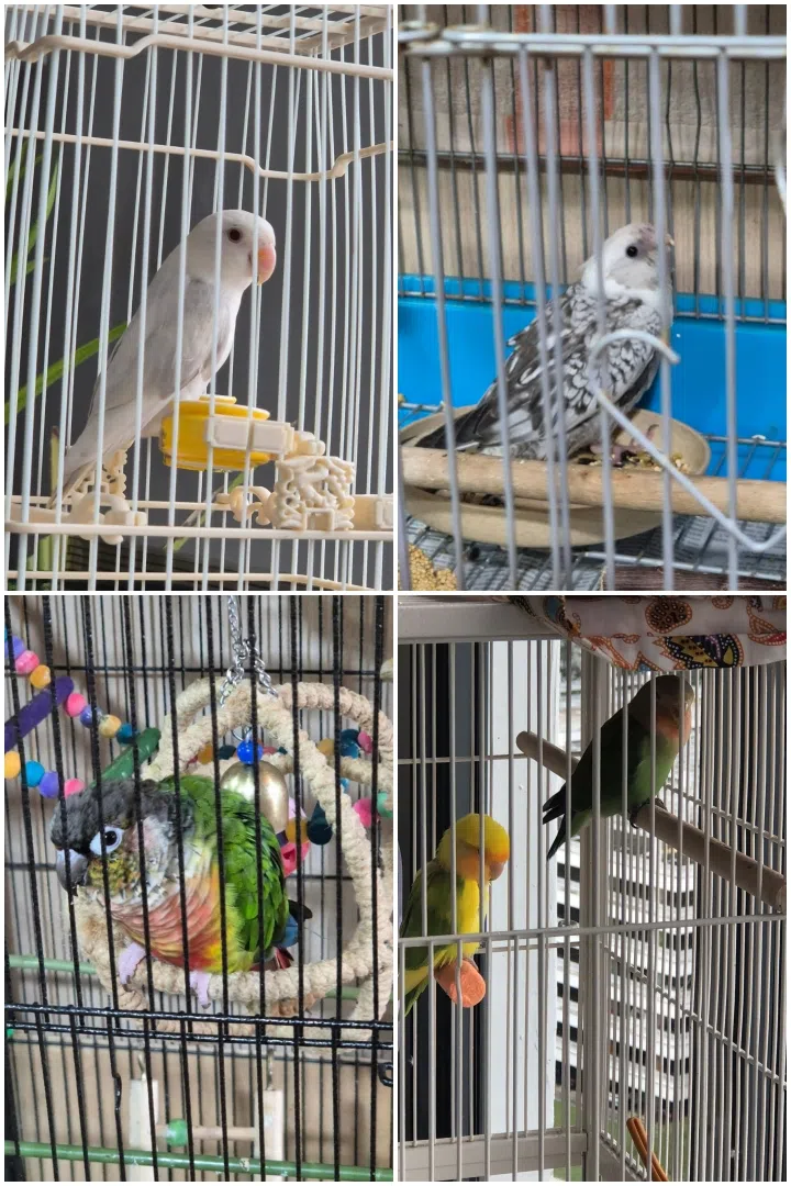 辉哥上个月也弄丢一只鸟儿，现在仅剩下四只。（程旭辉提供）