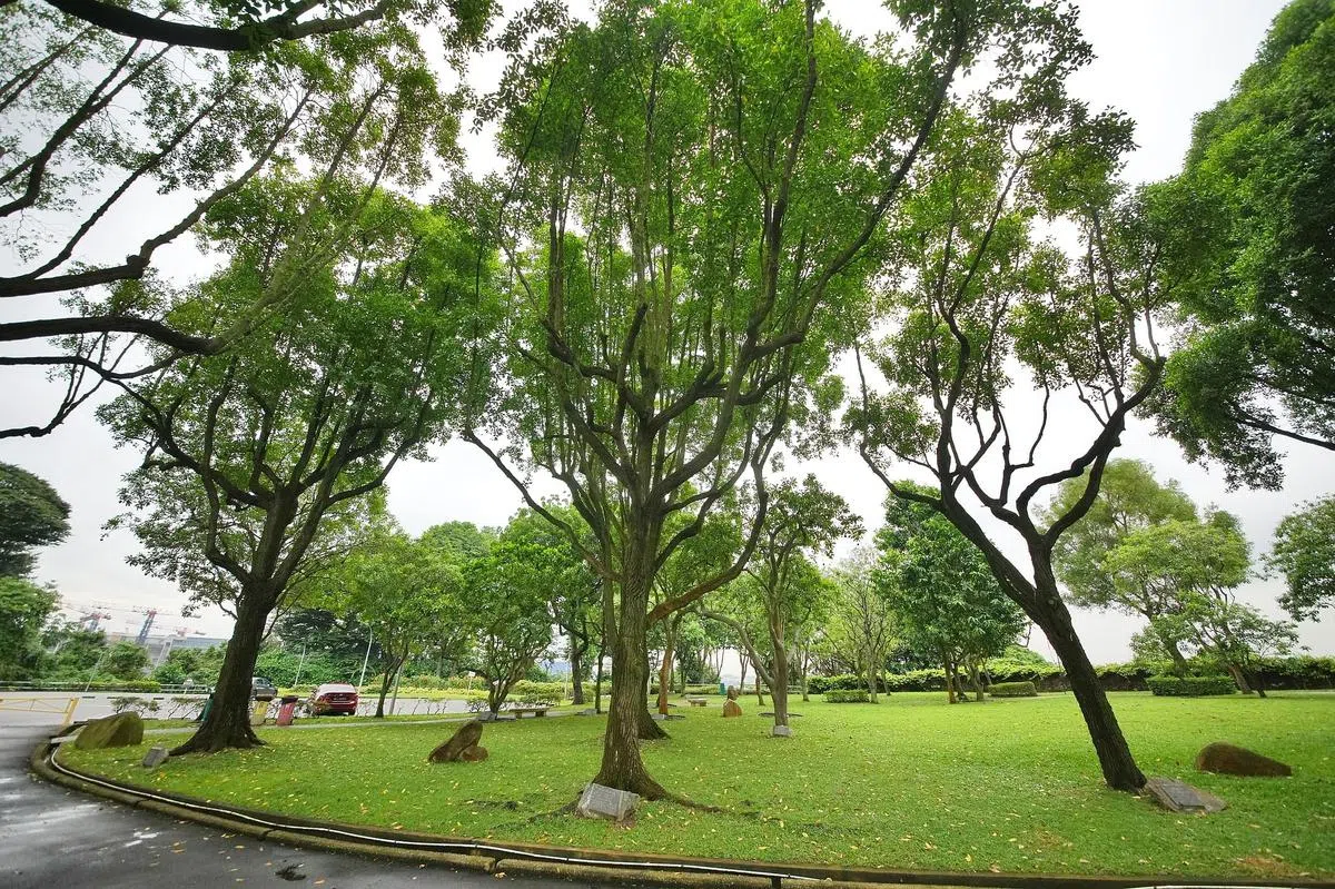 伊丽莎白女王在裕廊山公园种下的香灰莉木树，如今仍巍然耸立。（谢智扬摄）