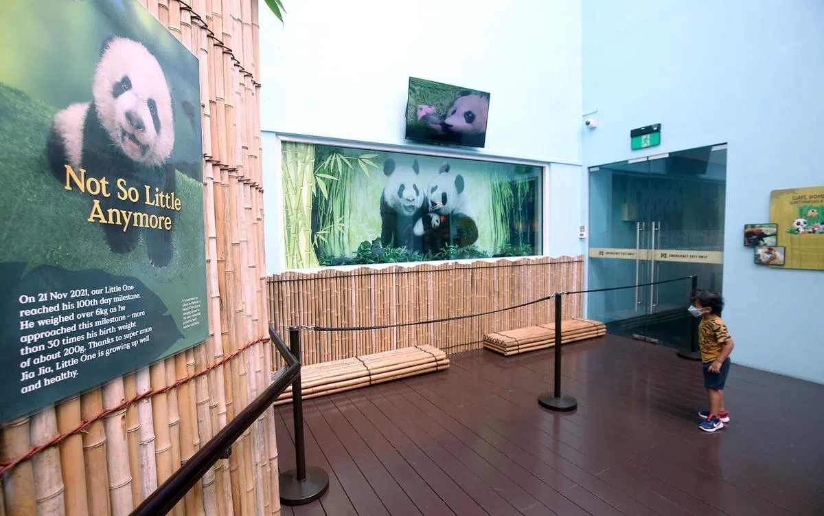 大熊猫幼儿房玻璃窗的贴纸拆除后，公众就能一探叻叻的萌样。（萧紫薇摄）