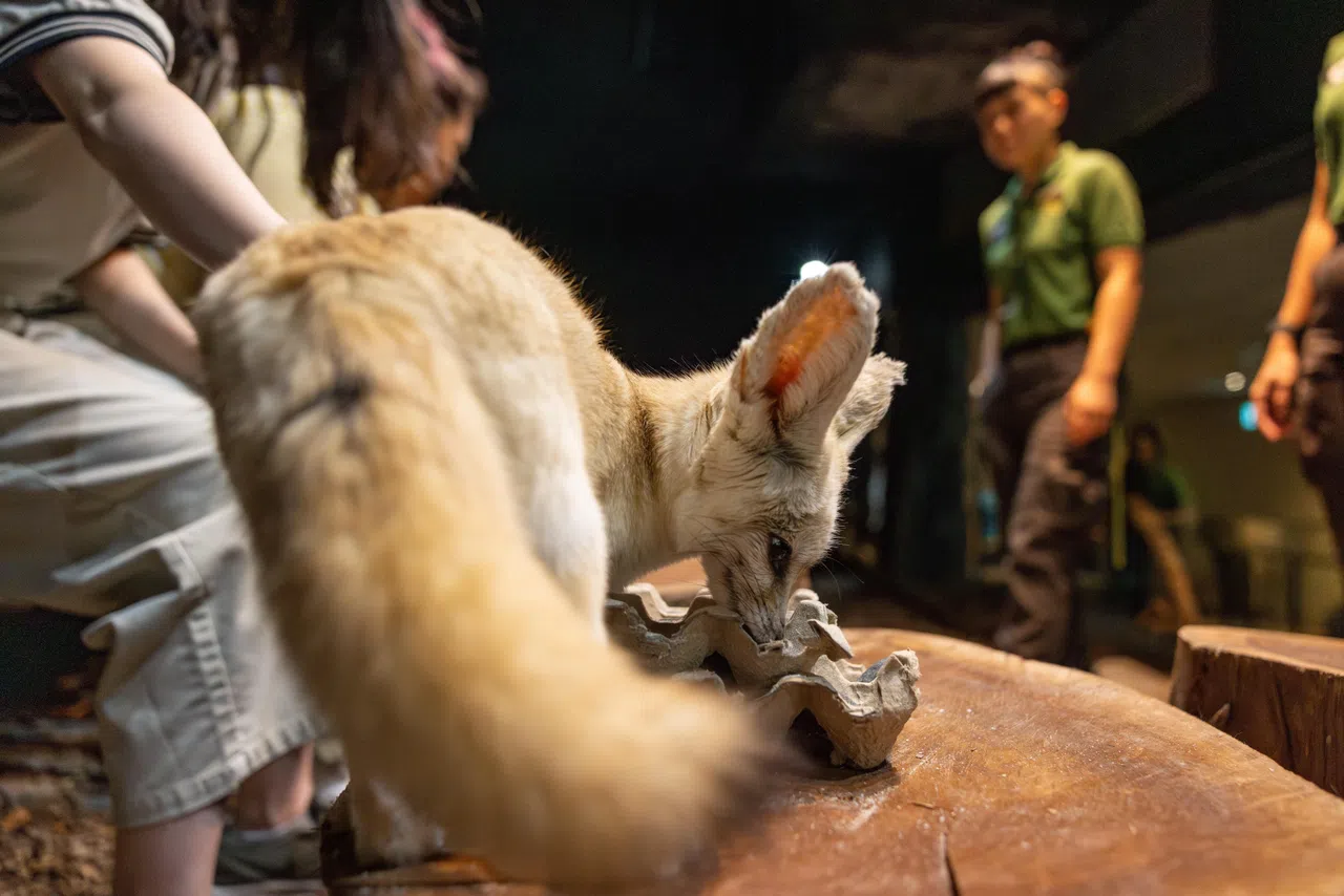 “野外的问候”（Hello from the Wild）体验活动让访客能近距离观察动物的行为，以及了解它们的习性。（万态保育集团提供）