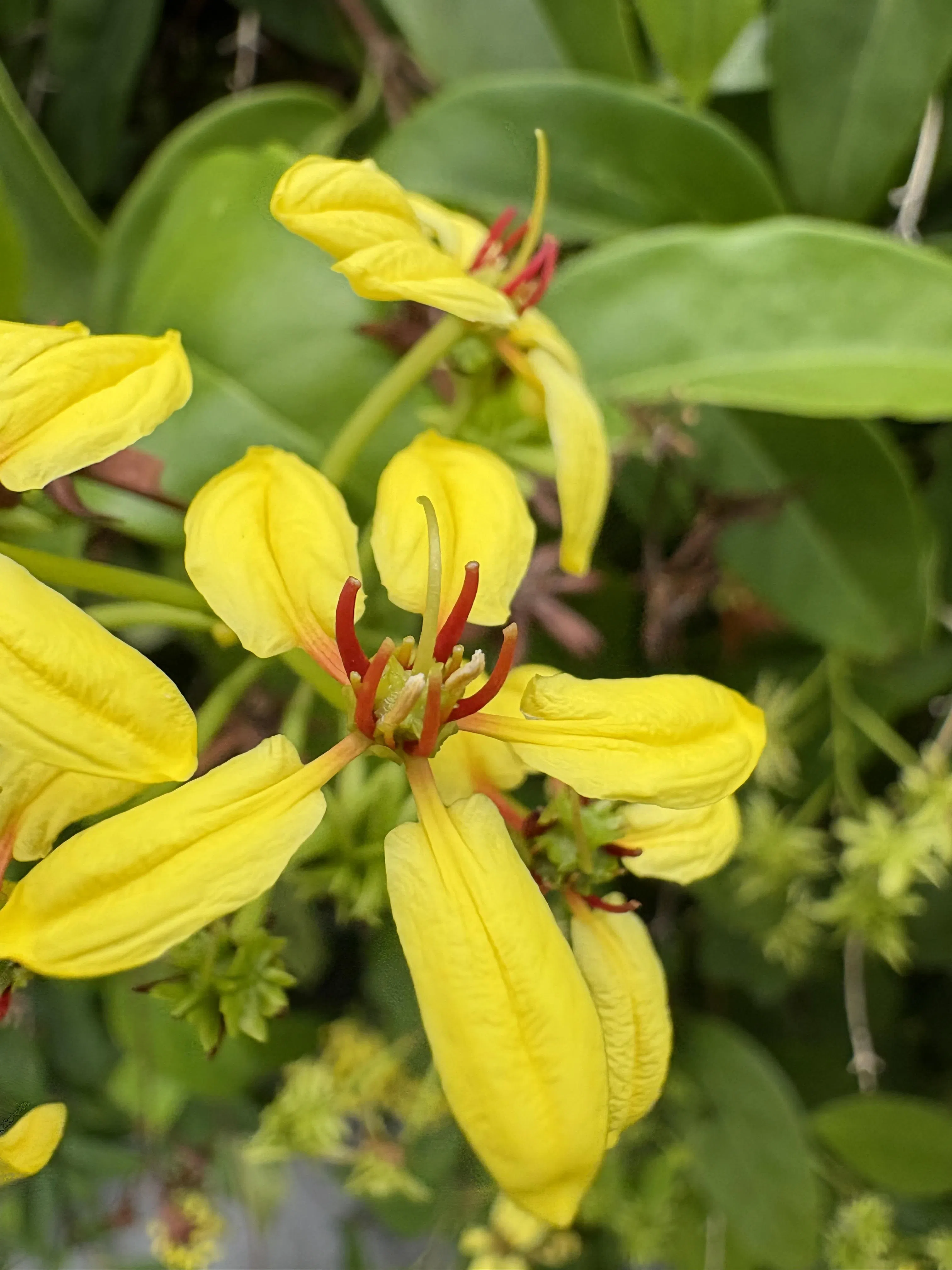 iPhone 16具备微距拍摄能力，能清晰拍出花朵内部结构。（黄少伟摄）