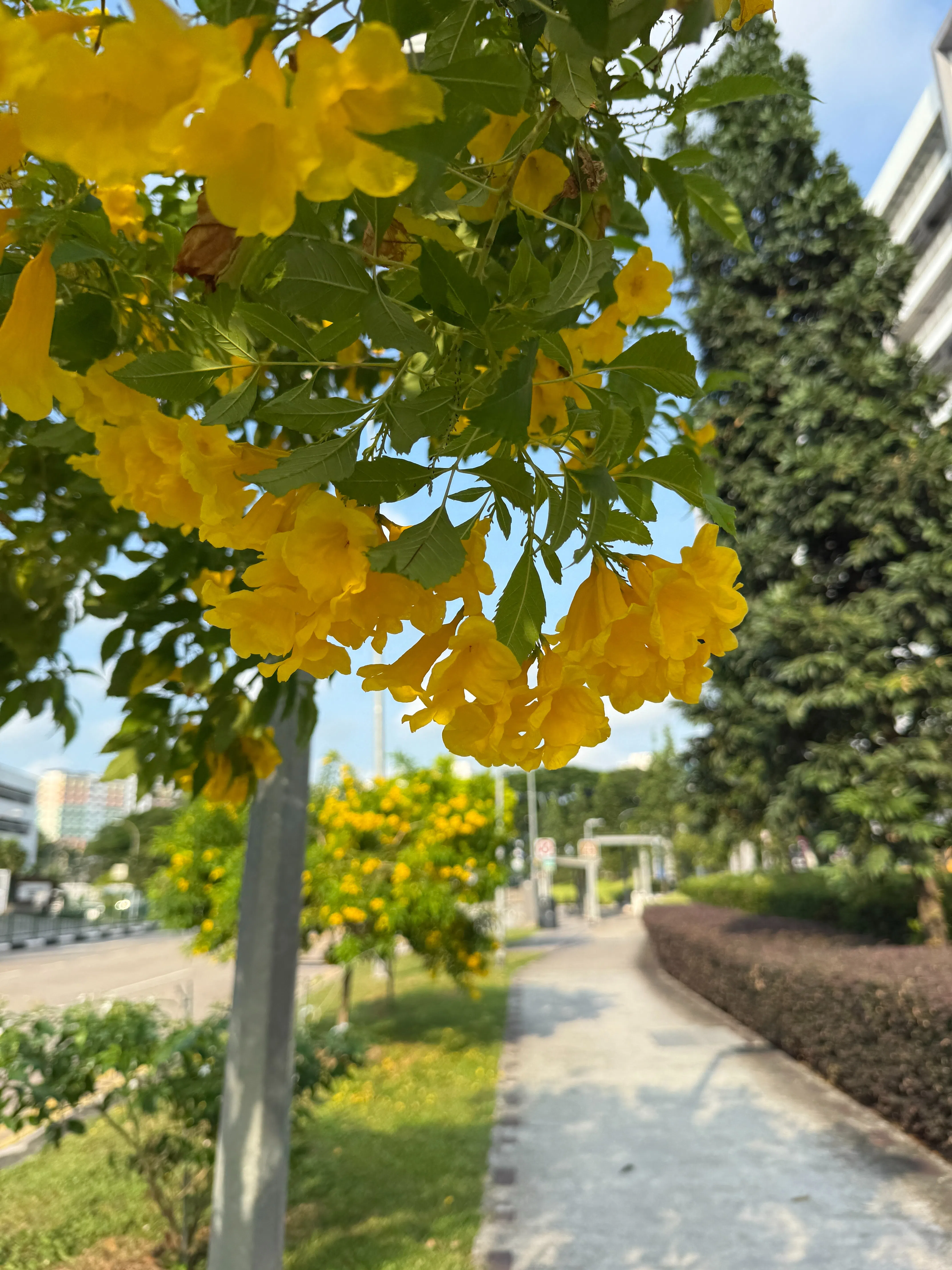 勿洛食品城（Bedok Food City）外，黄钟花（Tecoma stans）快乐绽放。（陈映蓁摄）
