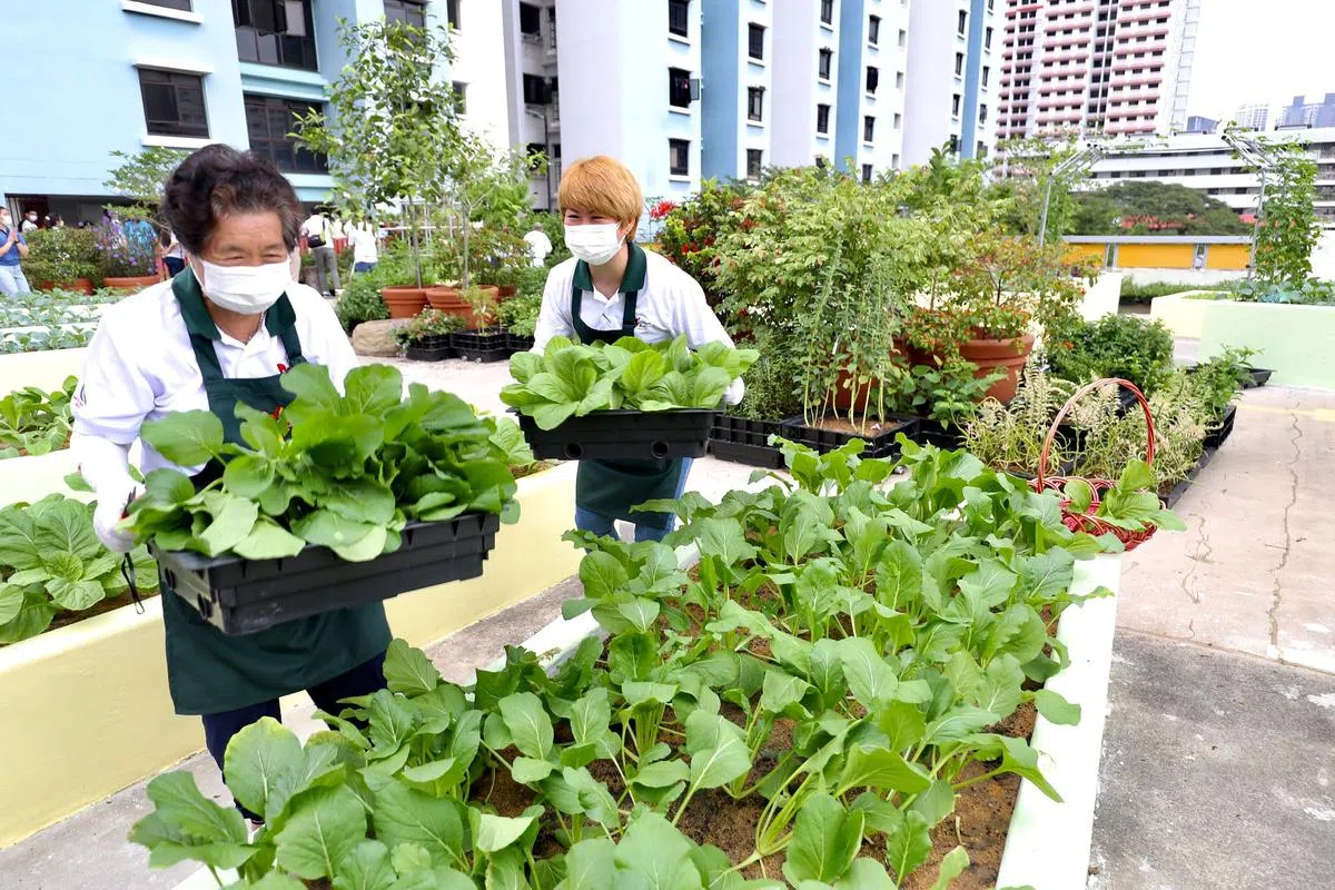 在社区花园种菜，有助提升身心健康。（图/档案照片）