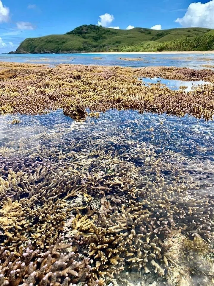 退潮时，珊瑚礁暴露出水面。（罗伦斯摄）