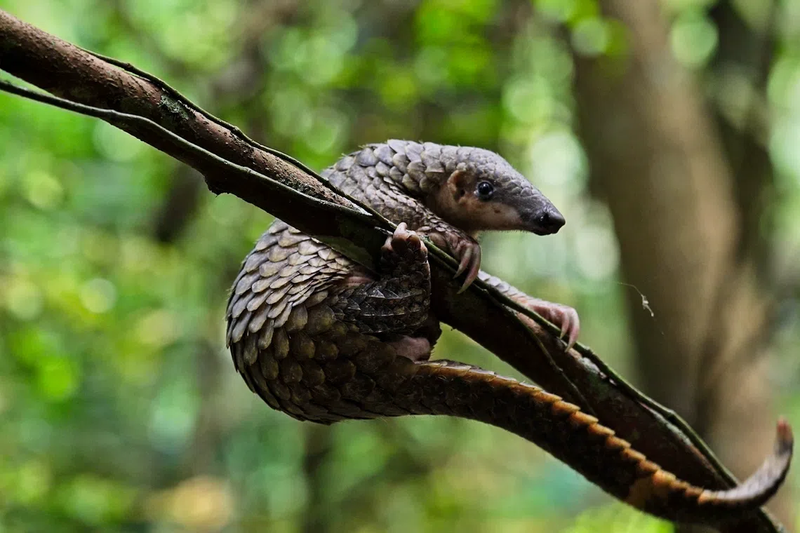野生马来穿山甲也在温莎自然公园出没。（国家公园局提供）