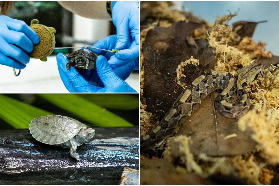 另一项突破是成功繁殖极危物种婆罗洲潮龟（左）。此外，西部加蓬蝰蛇（右）今年也顺利繁殖出13条幼蛇。（万态保育集团提供）