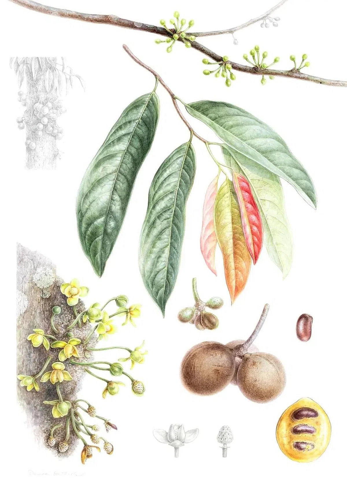 东南亚植物绘画艺术展最佳展示作品：英国籍黛安·萨瑟兰的《香波果树》。（主办方提供图片）