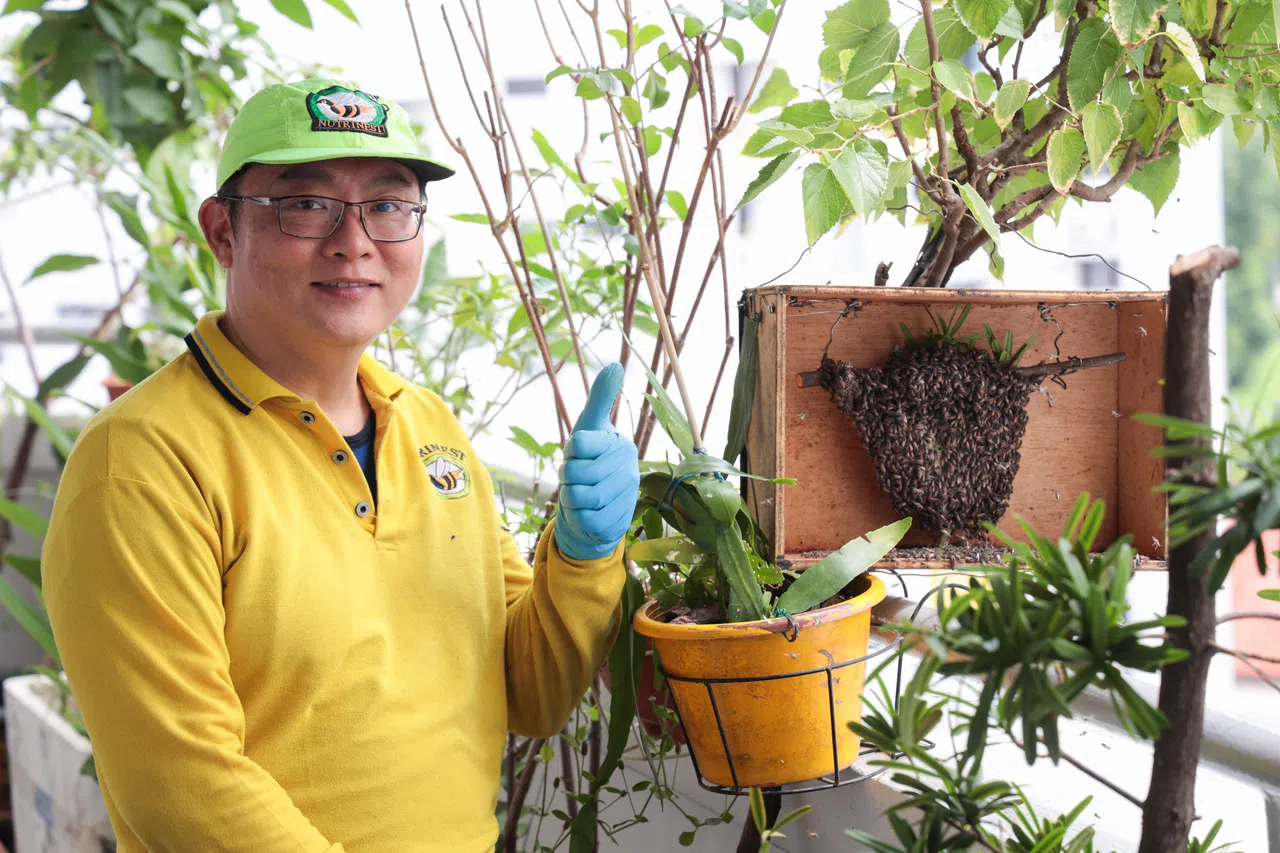 陈梽勇不到一个小时就顺利地把蜂巢转移至木箱内。他说，蜂巢不受破坏，蜜蜂就不会主动攻击人，它们会逐渐回到蜂巢内。（李冠卫摄）