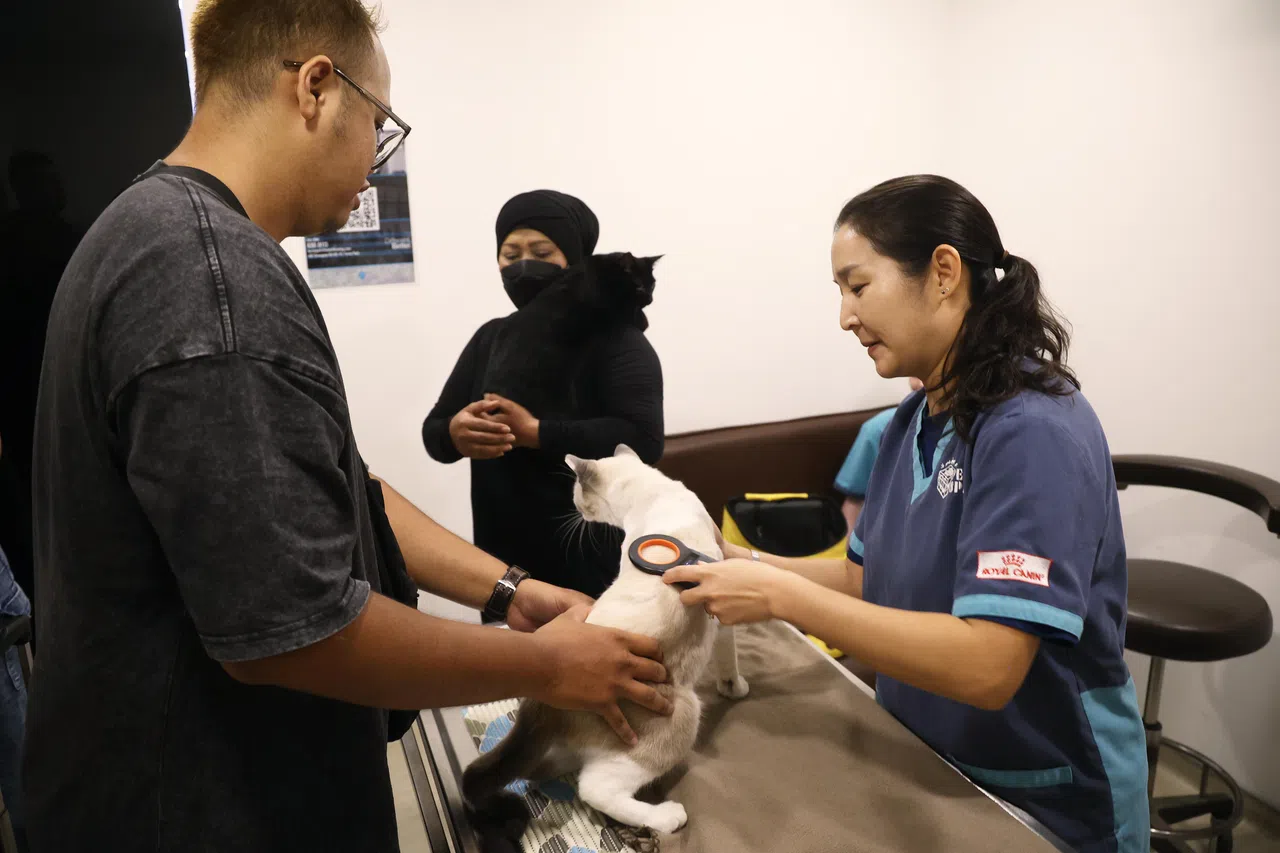 兽医宋唯美（右一）为猫咪扫瞄，确认体内是否已有晶片，主人则协助固定猫咪，过程迅速平稳。宋唯美受访时指出，如果操作正确，大多数猫咪其实根本感觉不到扎针的瞬间。（蔡家增摄）