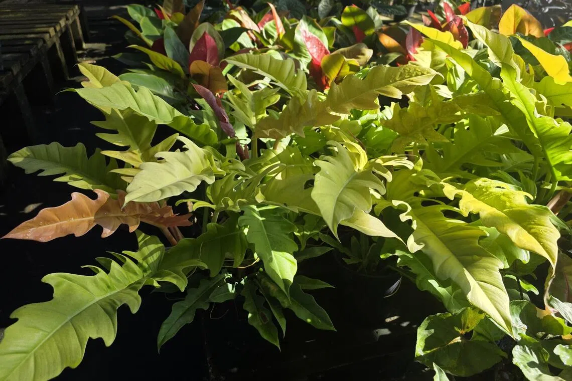 冥王星黄蔓绿绒（Philodendron ‘Pluto Yellow’）。这种较少见的杂交观叶植物，叶缘呈锯齿状，色泽明亮的黄色叶片形似“虎牙”。（樟宜机场集团提供）