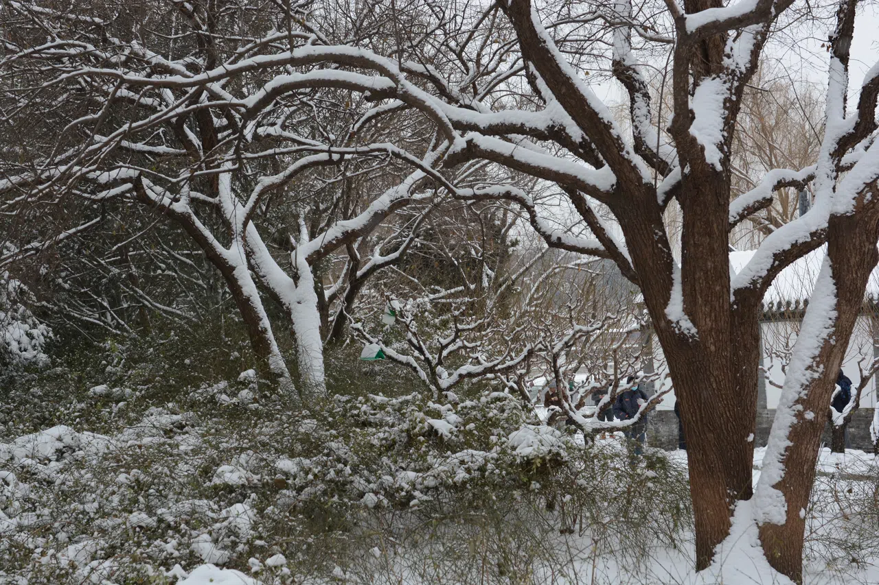 树树开雪花。