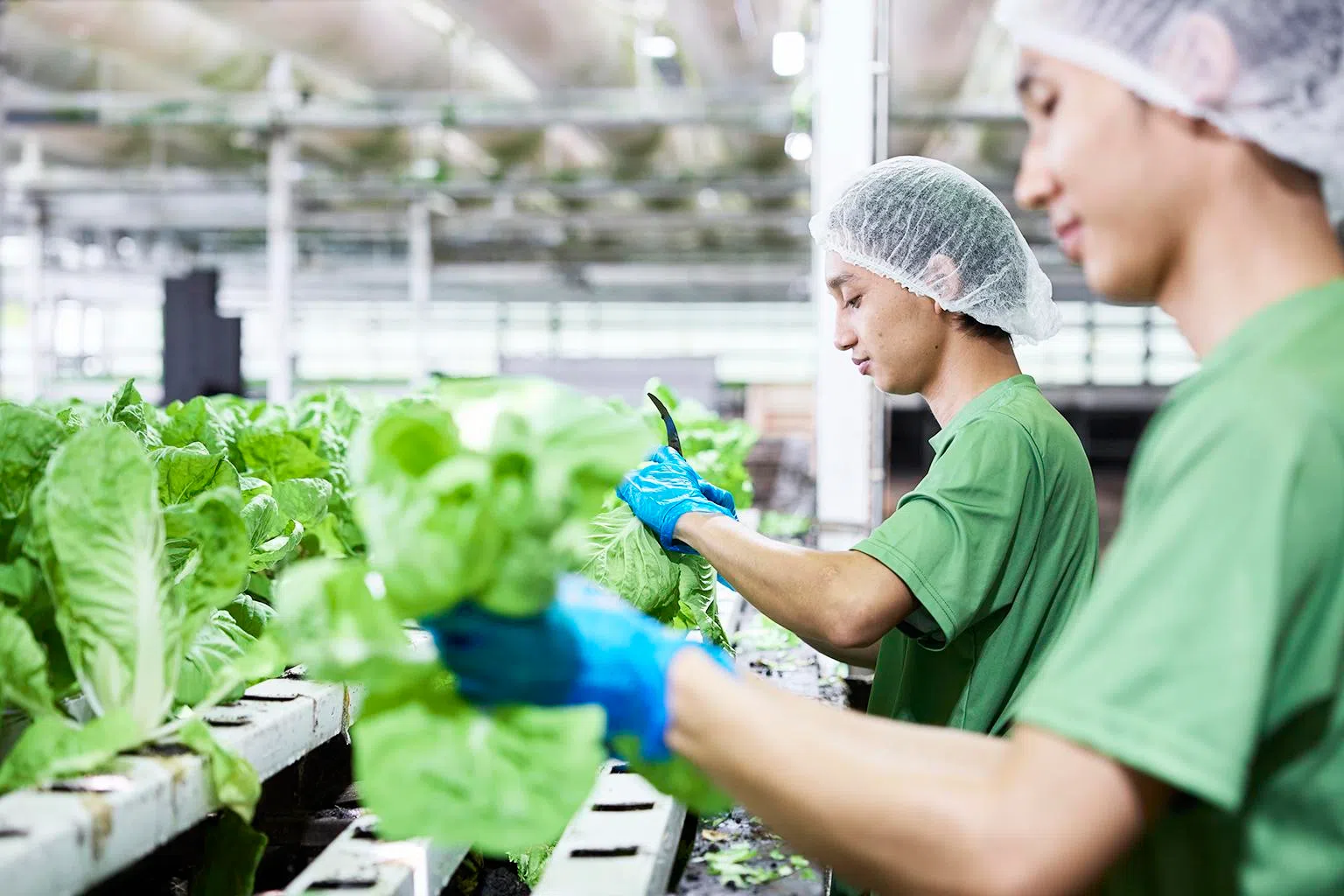 绿丰农场通过高科技自动化系统监控温室环境，确保蔬菜健康生长，持续产出新鲜优质的农产品。（新报业媒体）