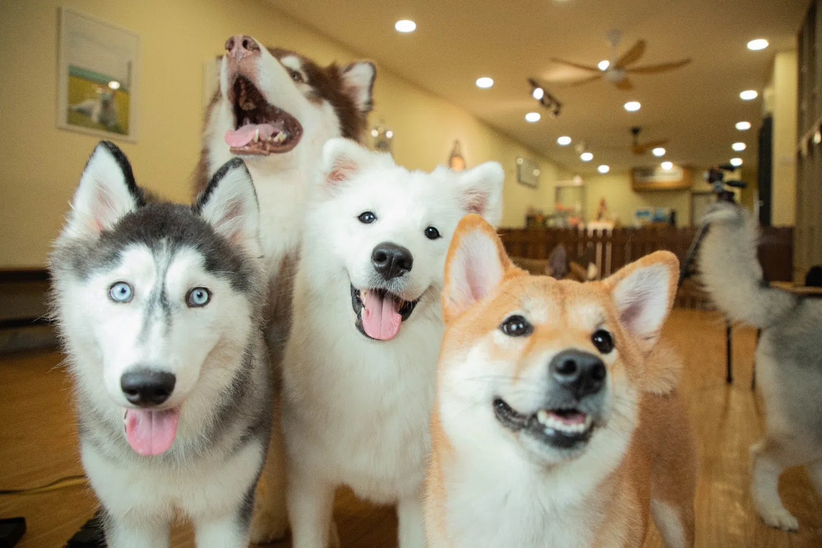 到人气柴犬咖啡馆喝咖啡、和狗狗玩、买零食喂它们或是为自家宠物添购零嘴，都能直接扫码用Changi Pay付费。（图/樟宜机场集团提供）