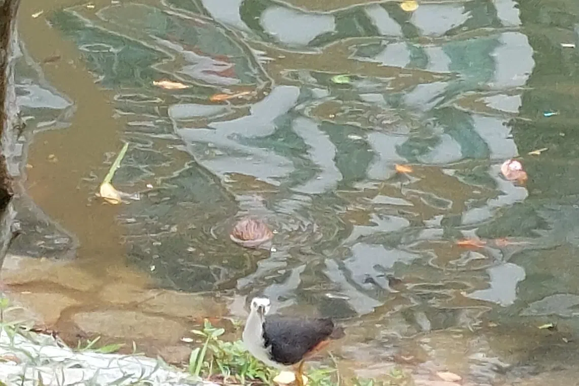 榜鹅河道边的白腹秧鸡。（作者提供）