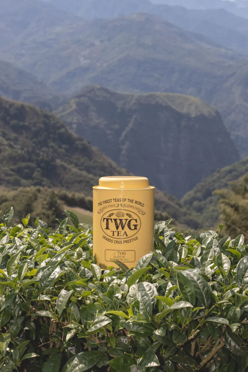 TWG Tea出品的阿里山严选茶（Alishan Superior）是一款中度发酵的青茶，散发迷人花香，顺口回甘。（商家提供）