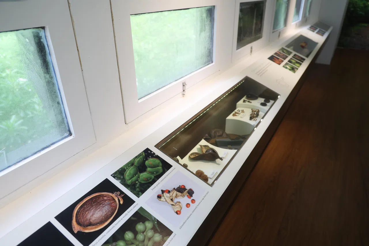 植物园的种子库的二楼走廊向参观者介绍不同种植。（蔡家增摄）