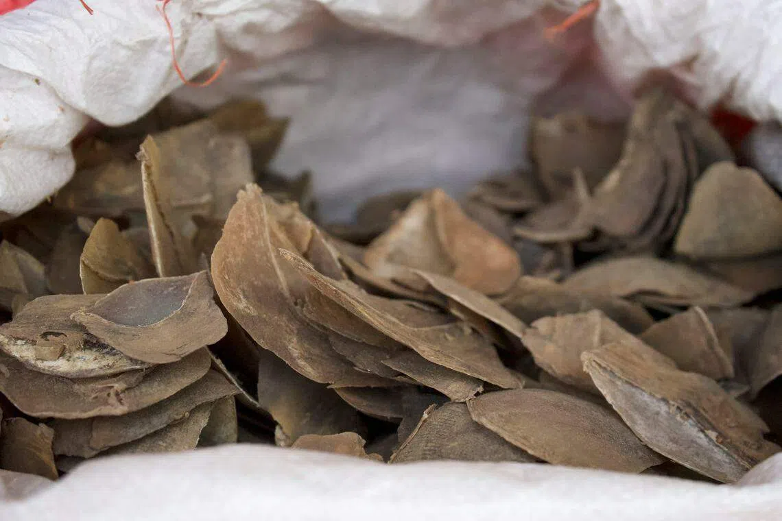 为帮助打击非法野生动物交易，国家公园局野生动植物法证中心通过使用更快速且更具成本效益的方法，对2346块穿山甲鳞片进行基因分型，创下单次研究数量之最。（国家公园局提供）