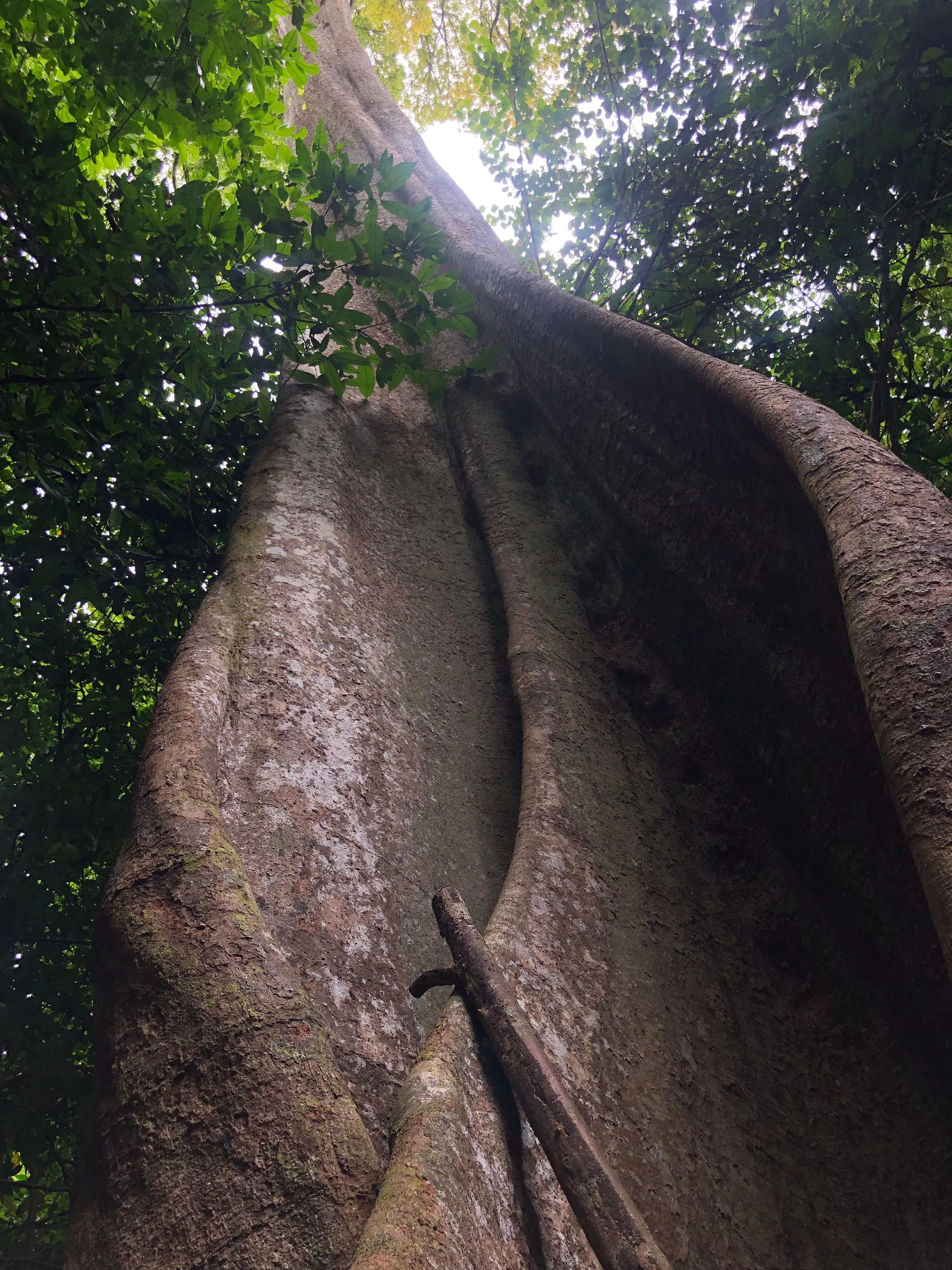 若迷路或遇险，可用木棍敲打木棉树的树根，召唤人们来营救。（谢燕燕摄）