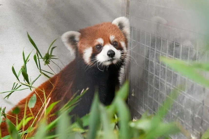 上海两只小熊猫平安抵台
