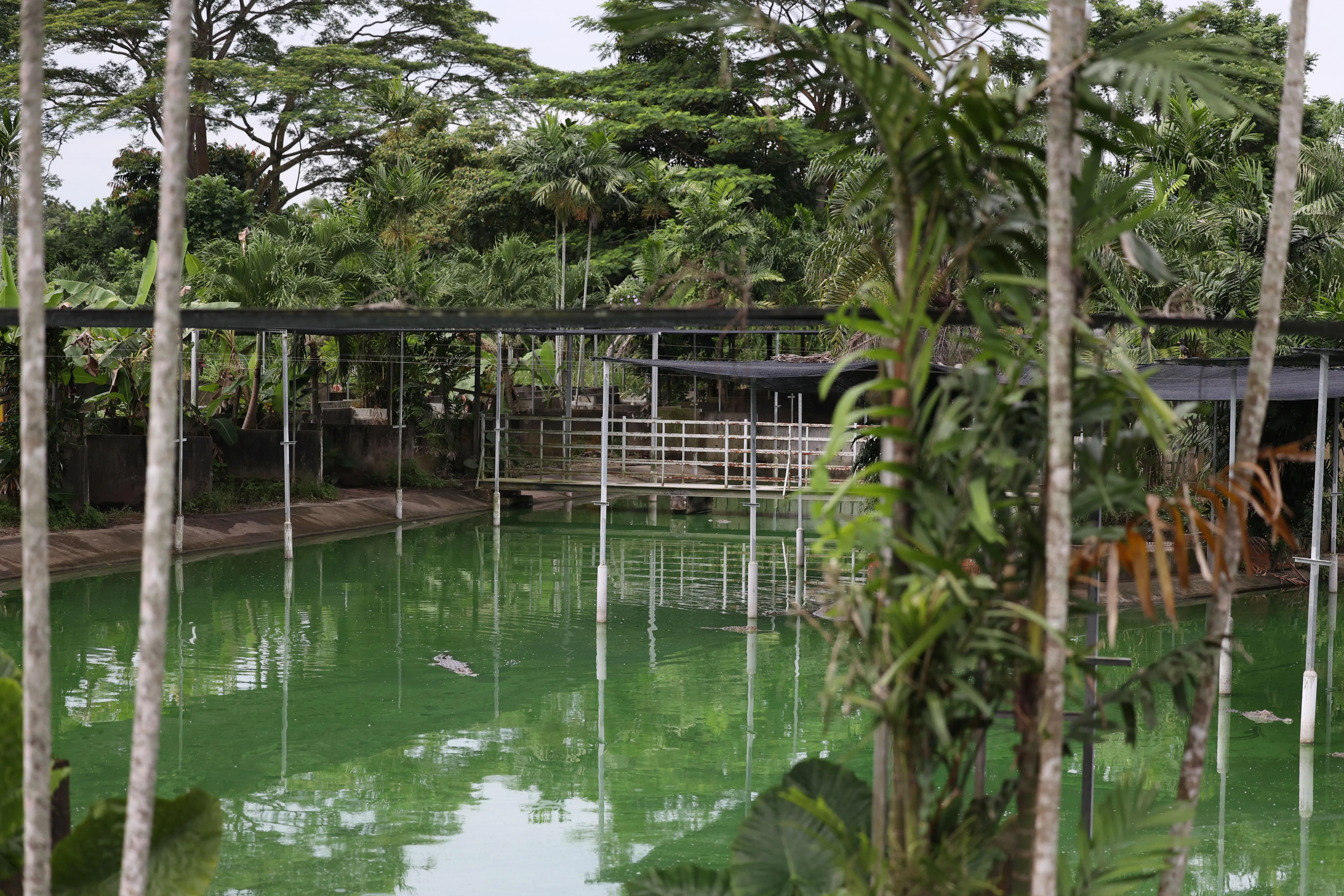 为母鳄鱼打造的大池环境清幽。（龙国雄摄）