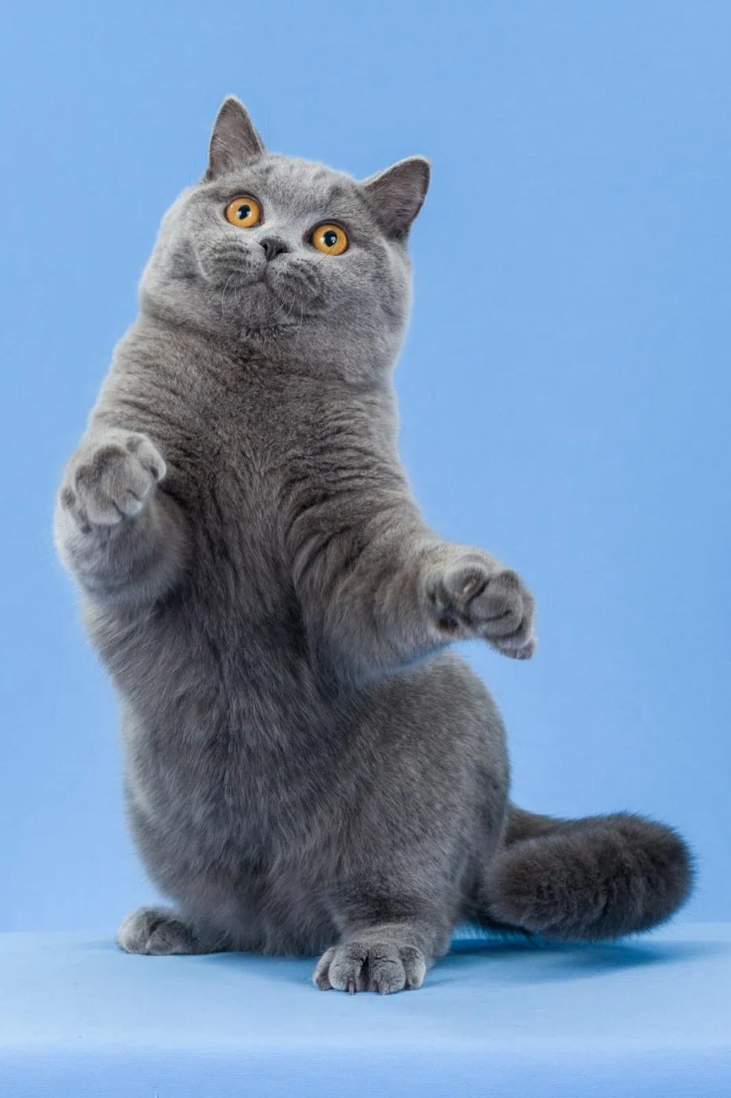 英国短毛猫半短腿，肌肉发达，性情略显内敛。（受访者提供）