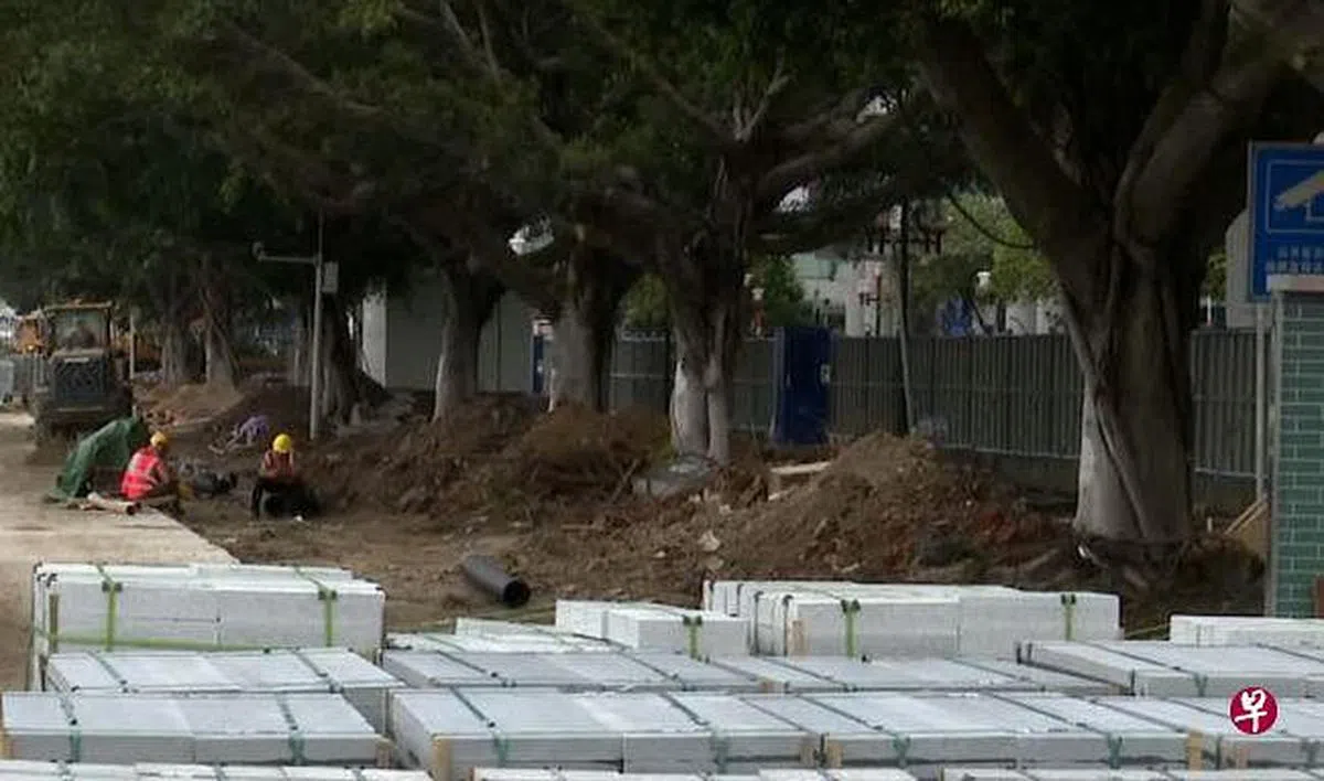 自从2020年底开始，广州市砍伐了3000多棵老榕树。（互联网）