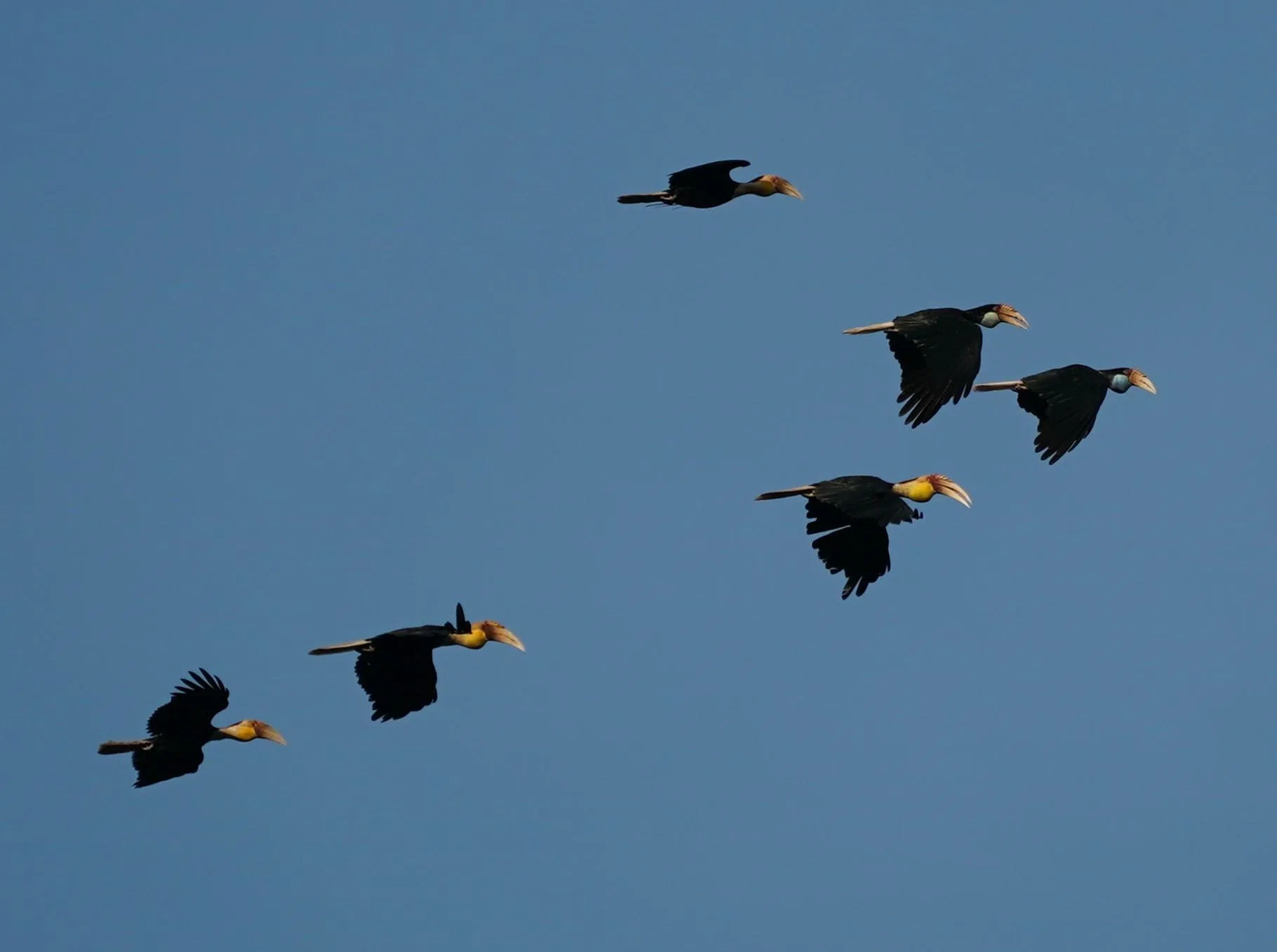 淡喉皱盔犀鸟列队飞过蓝天。（梁金菊摄）