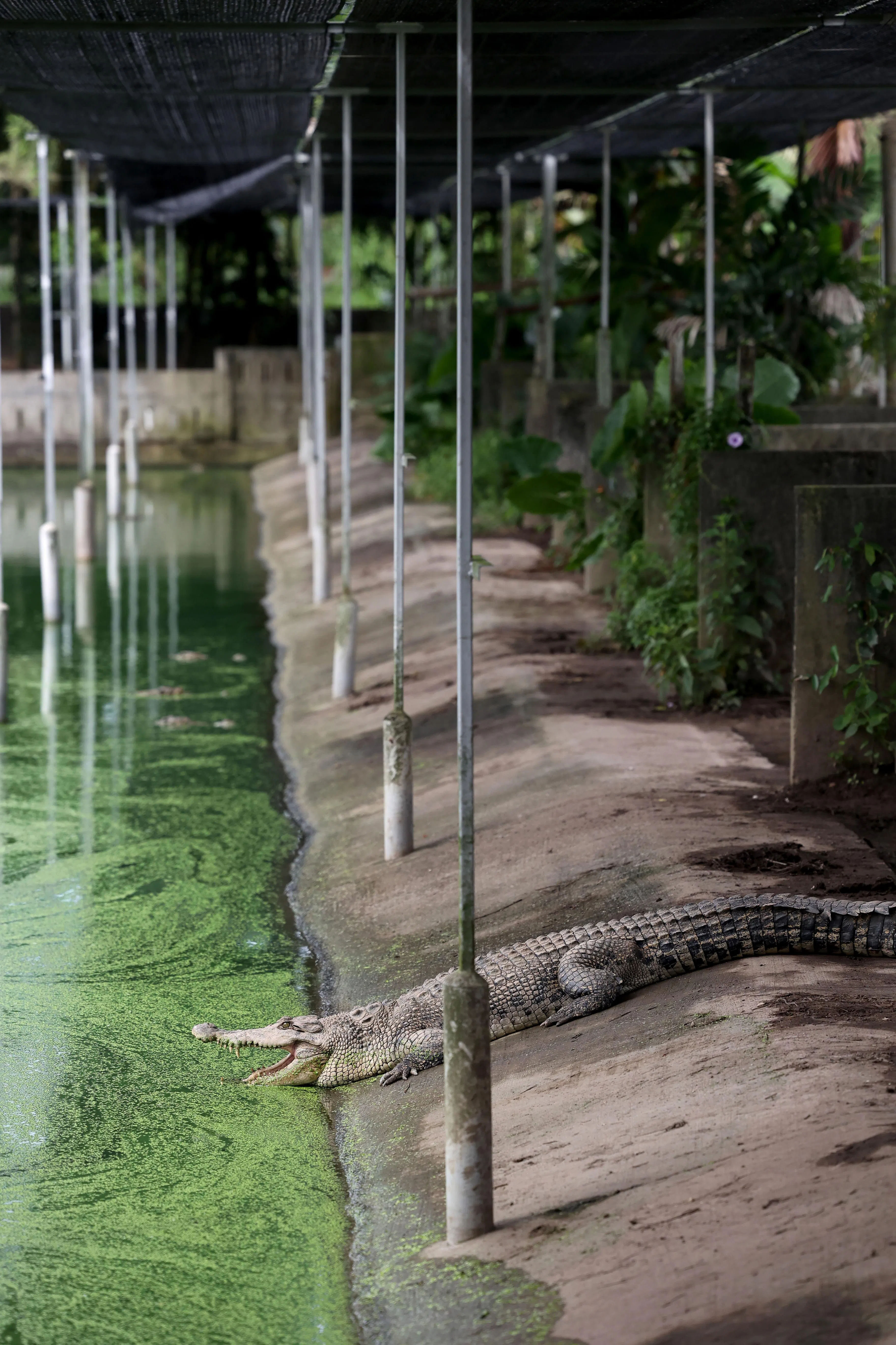 母鳄鱼会到池边隔间始筑高泥土和堆干草，就表示它怀孕了。（龙国雄摄）