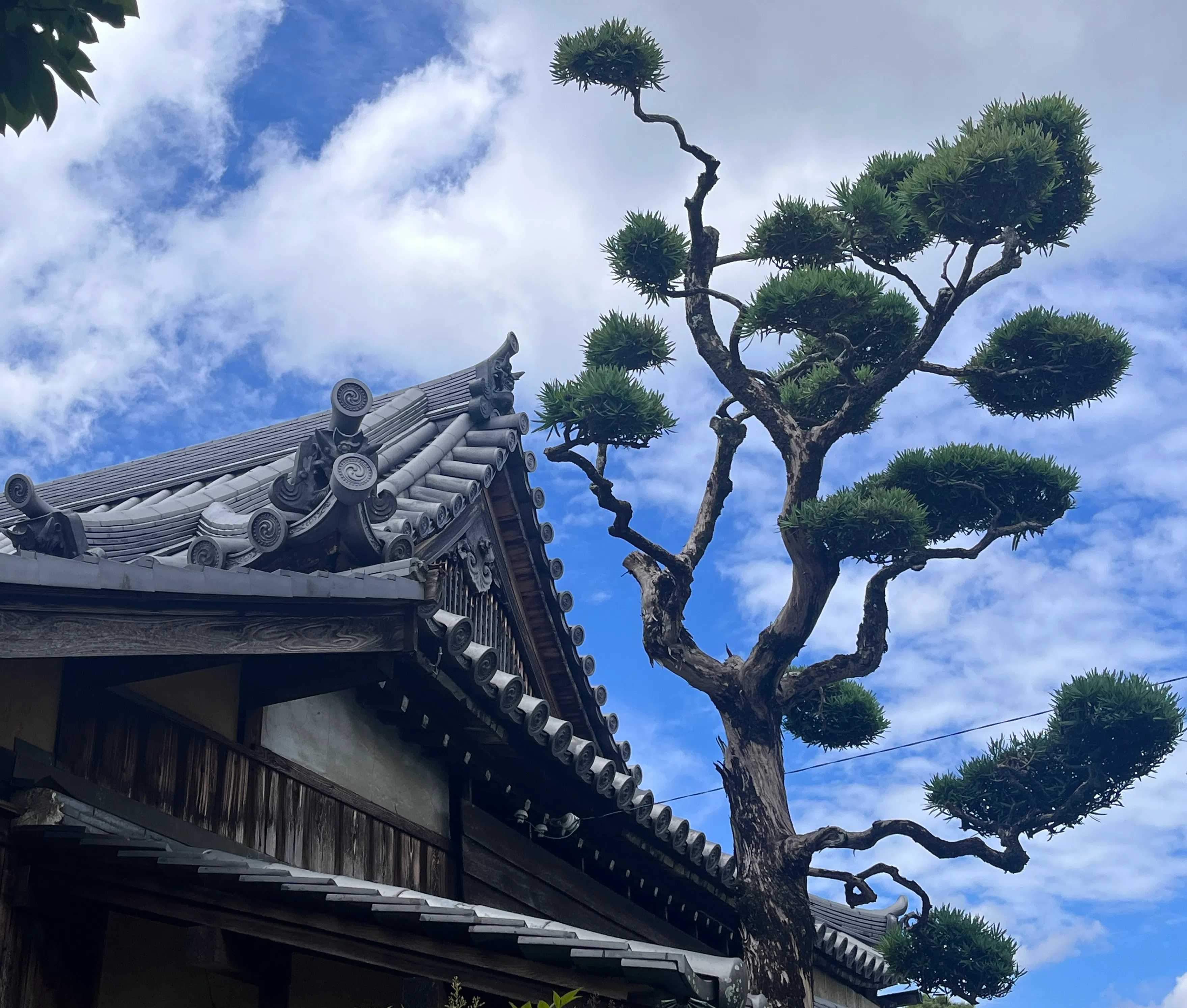 The architectural details and venerable pine trees of Renjoji Temple.（Photo: Ye Huanling）