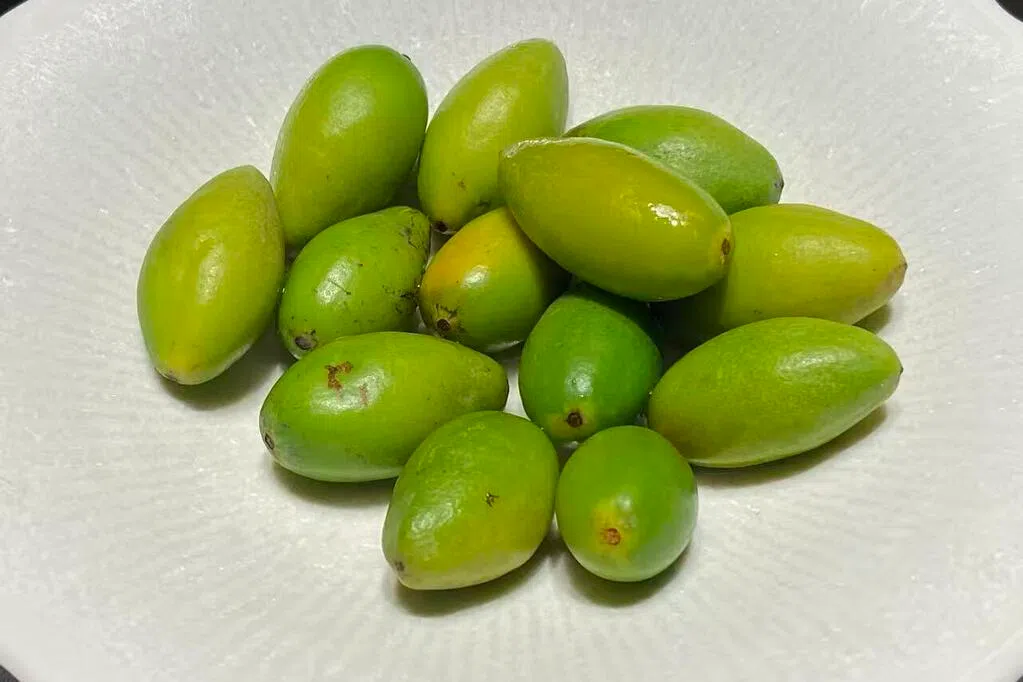 橄榄，生命美学的诠释