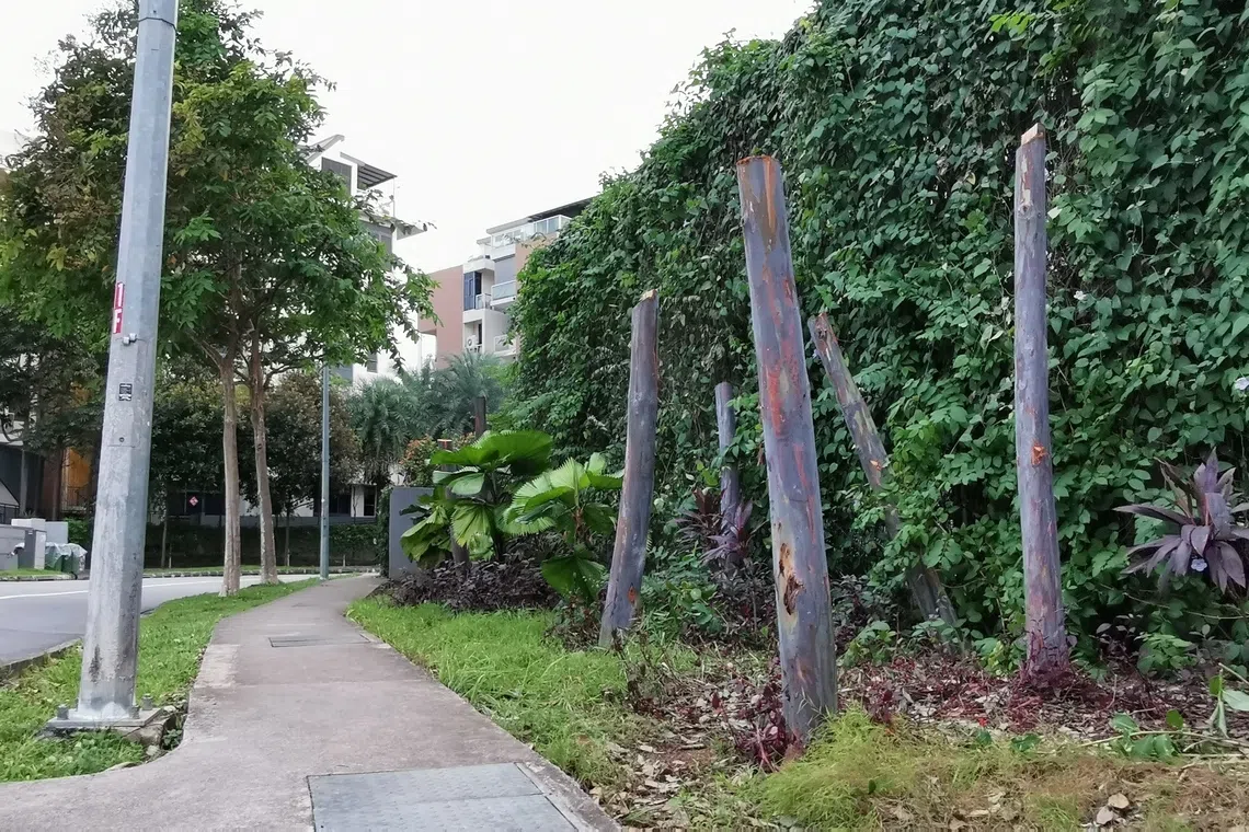 彩虹桉树空留九道泣血的彩虹。（夏心摄）