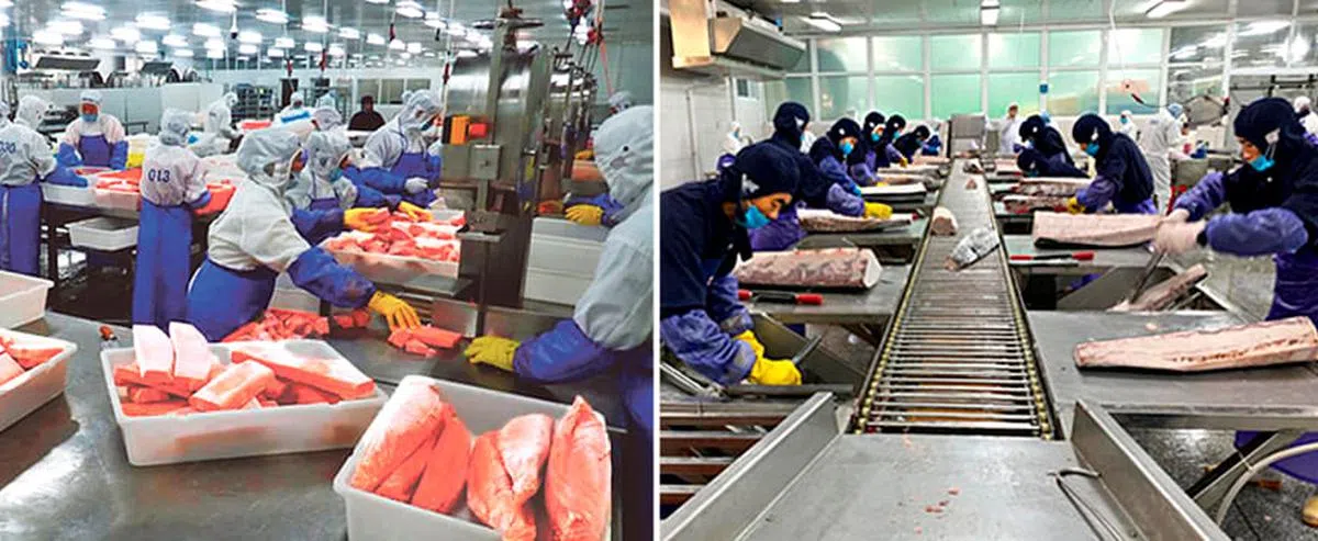 海鲜处理对人工的依赖大（见上），但新海源即将投入服务的全新海鲜处理中心，注入更多自动化元素，将提高生产力和工作效率。（图／受访者提供）