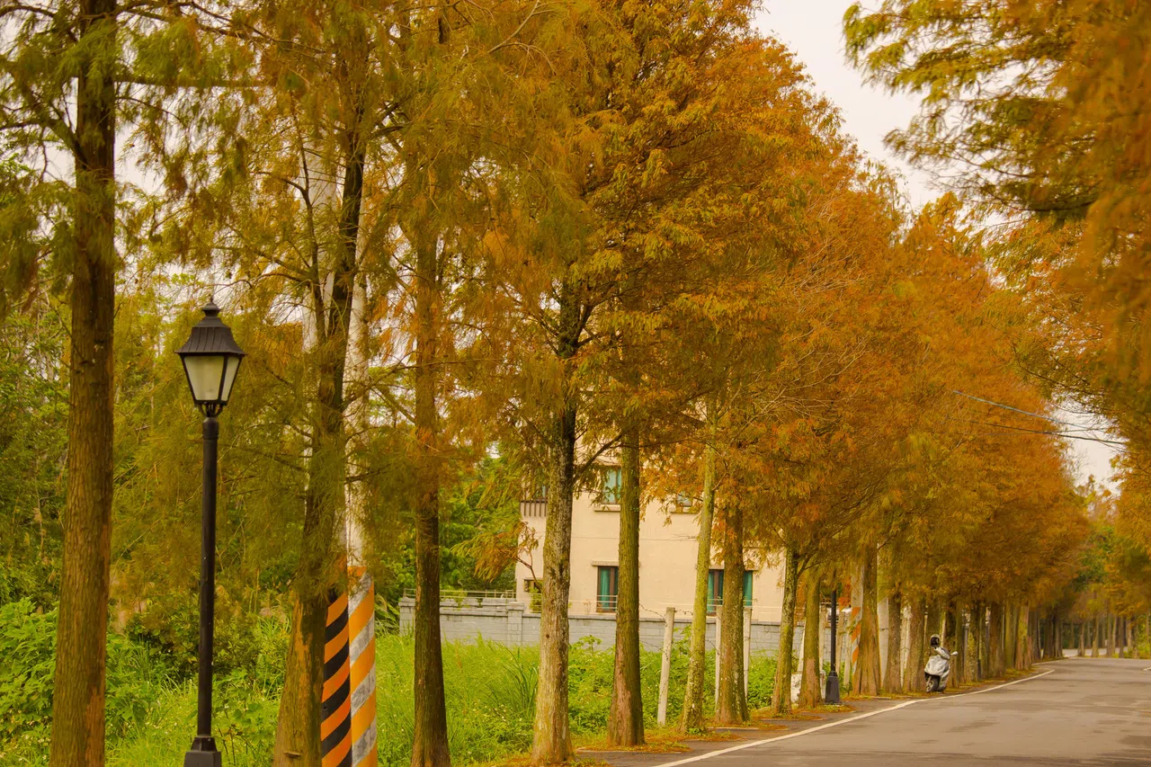 台湾桃园大溪落羽松大道，绵延约一公里。随着气温的下降，松叶逐渐由绿转金，蔚为壮观。（商家提供）